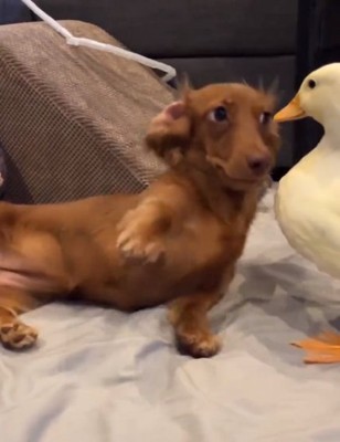 ドロシーちゃんとガーガーちゃん