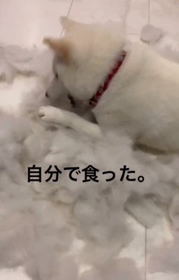 毛を食べるおもちちゃん2