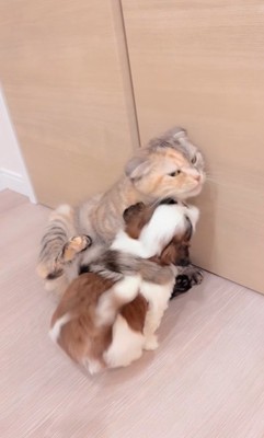 赤ちゃん犬と猫のふれあい9