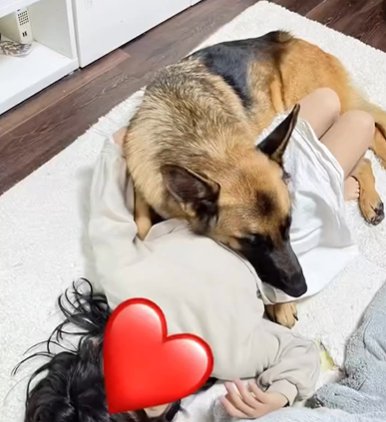 女の子に重なるようにして寝そべるジャーマンシェパードドッグ