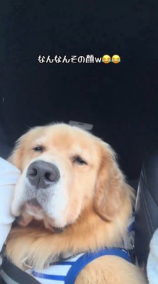 車の中で遠い目をしている犬