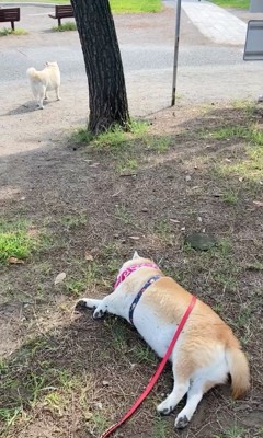 公園の地面に寝転がる犬