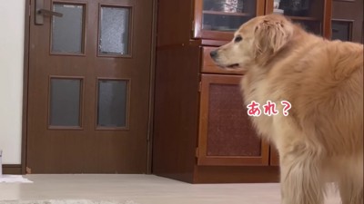 「もしかして帰ってきた？」