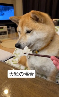 こむぎちゃんの様子が…