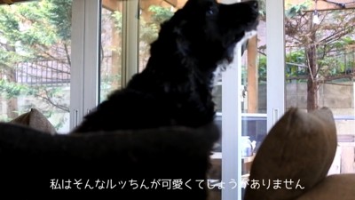 サイレンが鳴った時のルークくん2