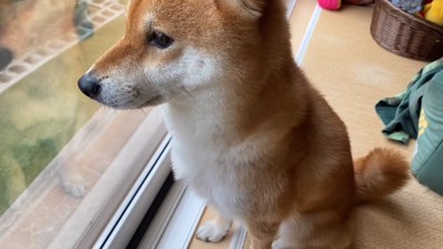 寂しそう…