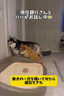 2匹そろって聞き耳