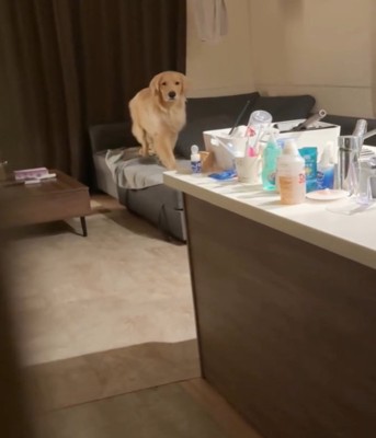 歩いて近づく犬