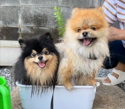 仲良しポメラニアン