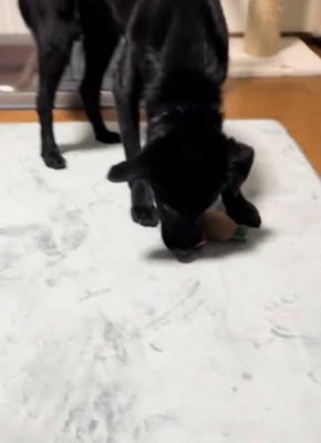 おもちゃで遊ぶ犬