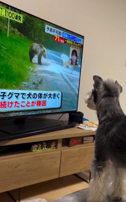 画面を凝視するワンコ