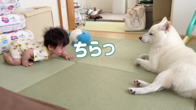 おまめちゃんをチラリ