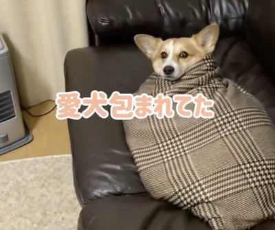 愛犬包まれてた