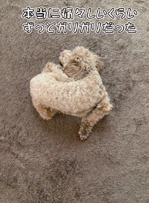 ガリガリな姿が痛々しい