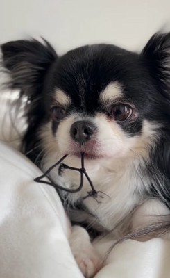 ヘアゴムを咥えた黒い小型犬