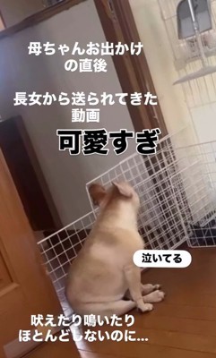 ママさん外出後のこむぎちゃん