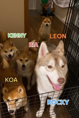 お散歩後のワンコたち2