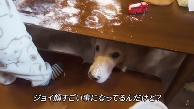 粉まみれのジョイくん