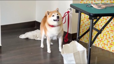 立ち上がって店員を見つめる犬