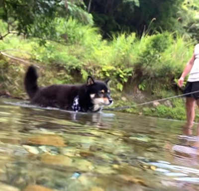 川に入る犬