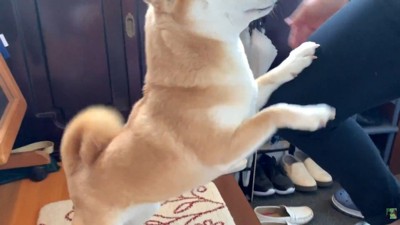 飛びついて熱烈歓迎!