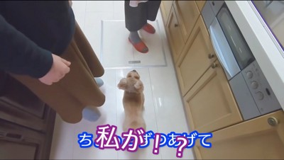 キッチンにいる女性を見上げる犬