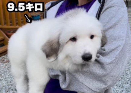 余裕で抱っこできる…