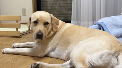 ゴンちゃんは「早く行ってくれ…」という表情
