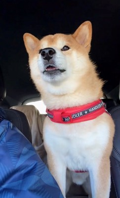 期待に満ちた顔で見つめる犬