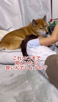 飼い主に視線を送る犬と、犬の隣でゲームをする女の子