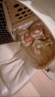 クレートの中で寄り添って眠る犬と男の子
