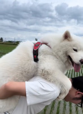 おんぶしてもらう大型犬8