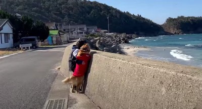 海を見たり