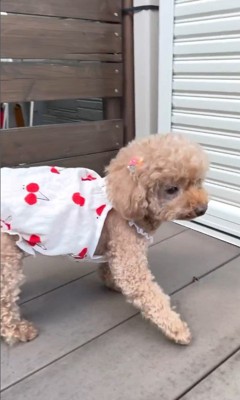 お父さんの帰りを待つティナちゃん2