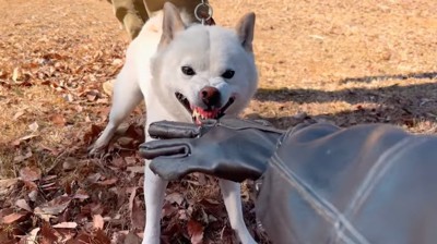 手袋を噛む柴犬