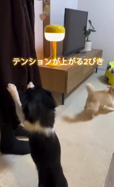 飼い主の女性の周囲で激しく動き回る2頭の小型犬