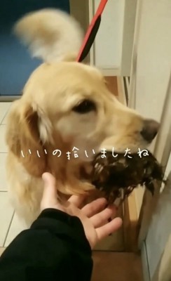 芋を咥える犬