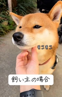 飼い主さんに撫でられるごんちゃん3