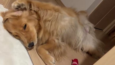 猫と一緒に暮らすうちに…