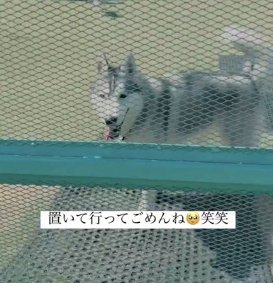 笑顔でこちらを見つめる犬