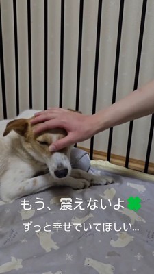 頭を撫でられる茶色い犬