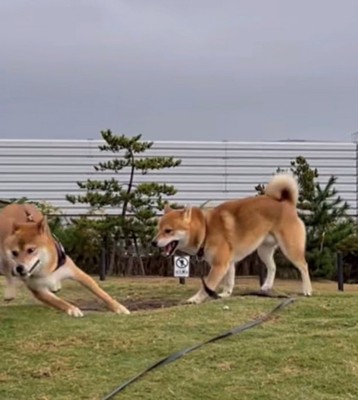 逃げる柴犬と追いかける柴犬