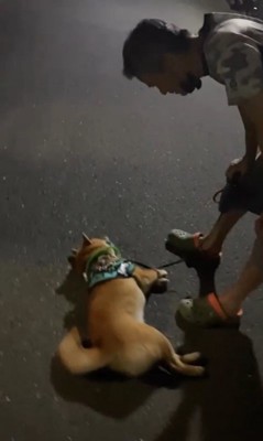 カンくんのお散歩拒否4