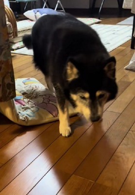 ひとりで歩けるよ