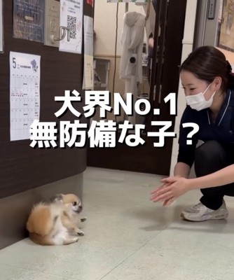 人に呼ばれる犬