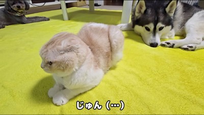 耳を後ろに下げる猫