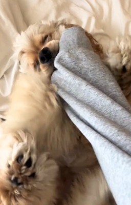 じゃれるハムちゃん