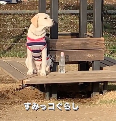 顔を背ける犬