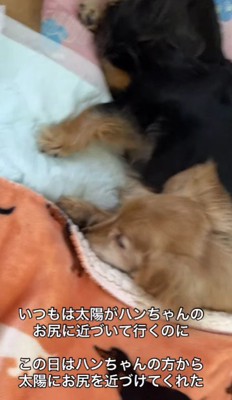 枕代わりになることも