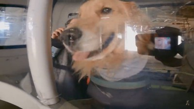 パニックのジョイくん